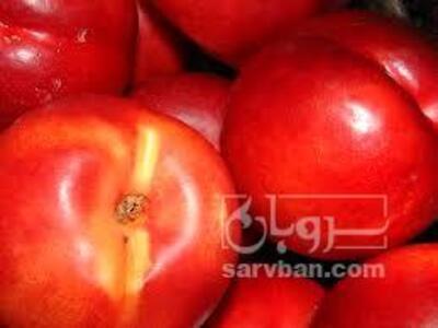 فروش شلیل