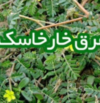 فروش عرق خارخاسک