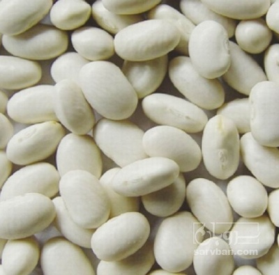 فروش لوبیا سفید