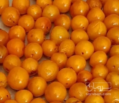 فروش آلوخورشتی (بخارا)