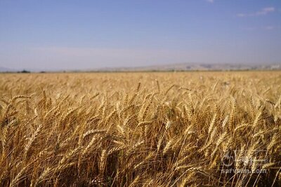 فروش گندم آبی