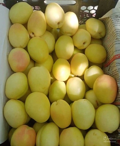 فروش زردآلو