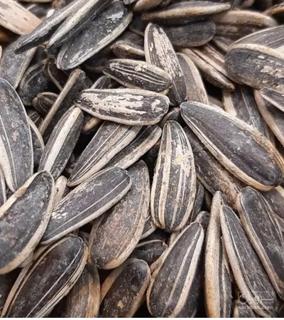 فروش تخمه آفتابگردان