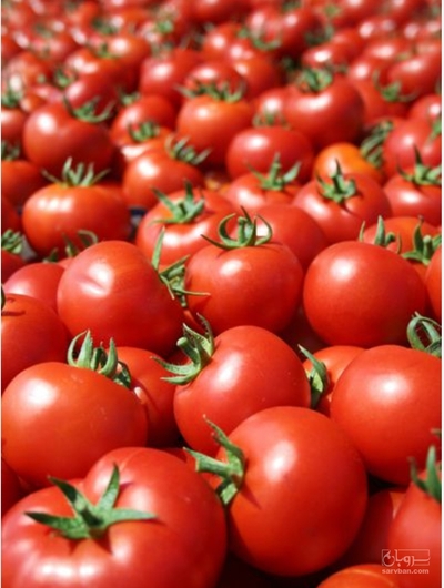 فروش گوجه فرنگی