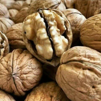 فروش گردو