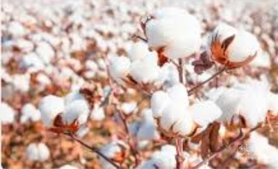 فروش پنبه