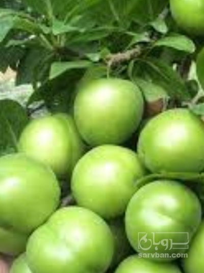 فروش گوجه سبز