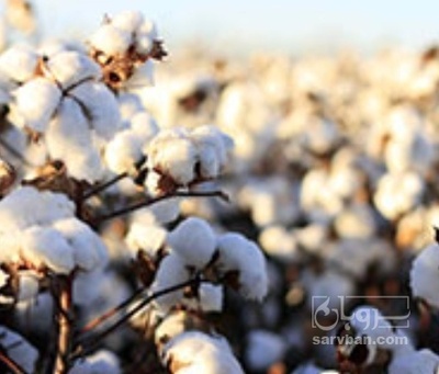 فروش پنبه