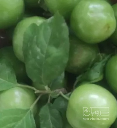 فروش گوجه سبز