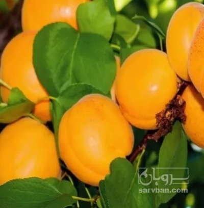 فروش زردآلو