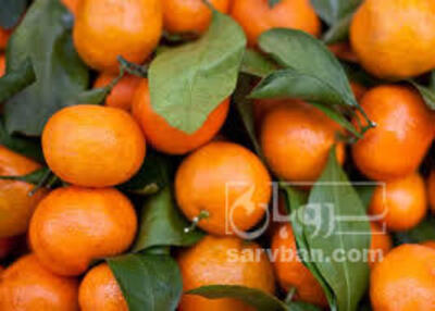 فروش نارنگی پچ