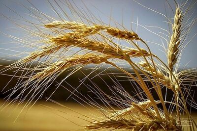 فروش گندم آبی