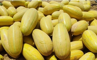 فروش خربزه مشهدی