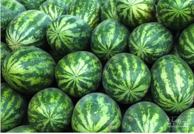 فروش هندوانه