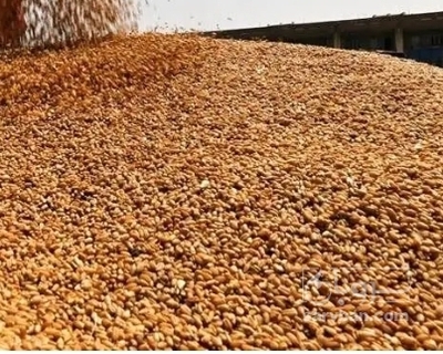 فروش گندم
