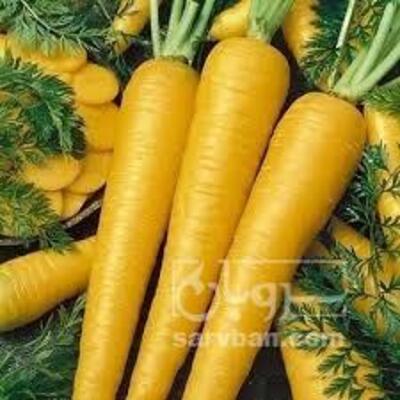فروش زردک  (هویج ایرانی)