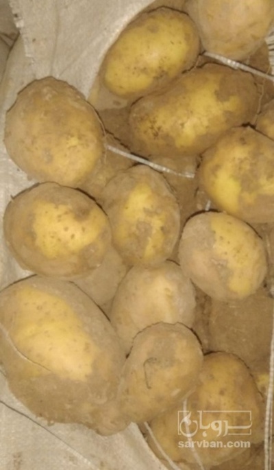 فروش سیب زمینی جلی