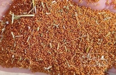 فروش خاکشیر (گیاه‌ دارویی)