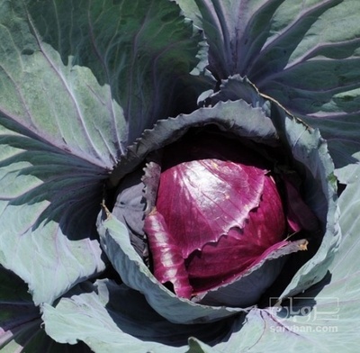 فروش کلم برگی بنفش