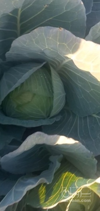 فروش کلم برگی سفید