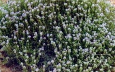 فروش  گل آویشن