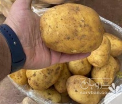 فروش سیب زمینی بامبا خوراکی و بذری