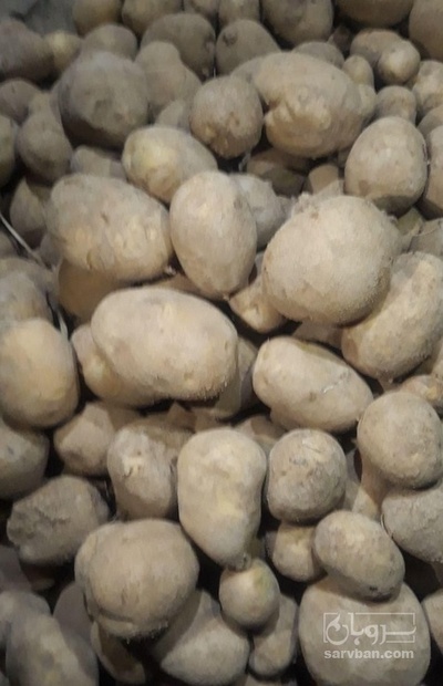 فروش سیب زمینی خوراکی بذری بامبا