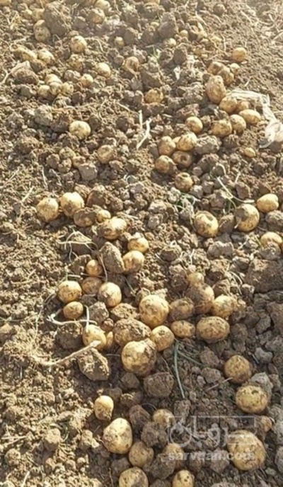 فروش سیب زمینی خوراکی و بذری جلی