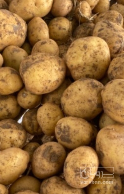 فروش سیب زمینی جلی
