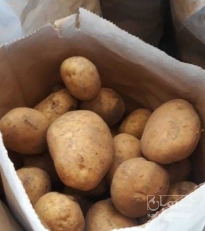 فروش سیب زمینی بذری سانتا