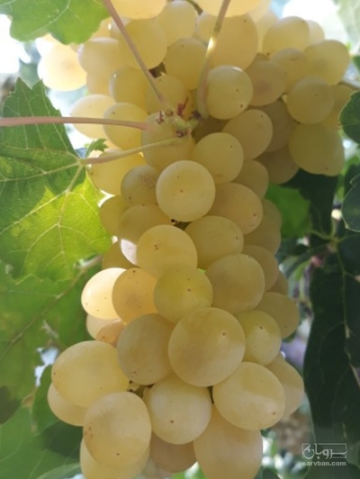 فروش انگورعسگری