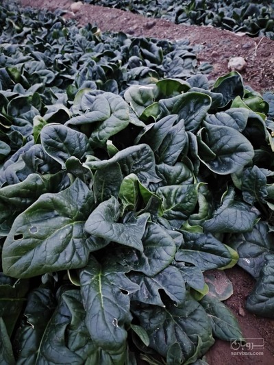 فروش بیبی اسفناج