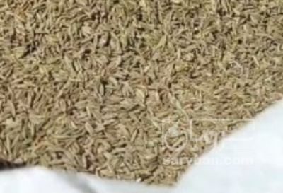 فروش زیره سبز