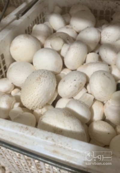 فروش قارچ دکمه ای