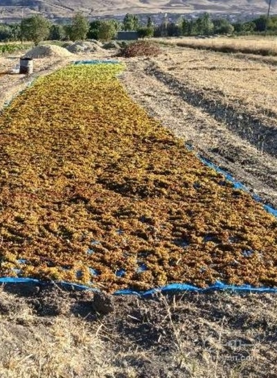 فروش کشمش تیزابی