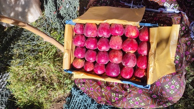 فروش سیب قرمز