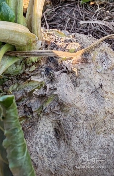 فروش چغندرخوراک دام