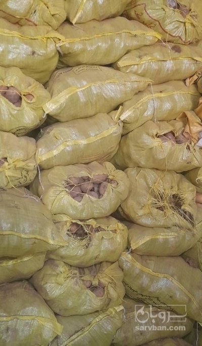 فروش سیب زمینی سیفرا
