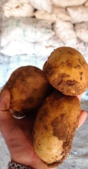فروش سیب زمینی جلی
