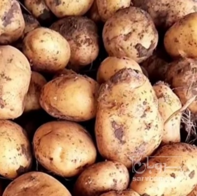 فروش سیب زمینی رانومی