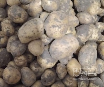 فروش سیب زمینی بامبا