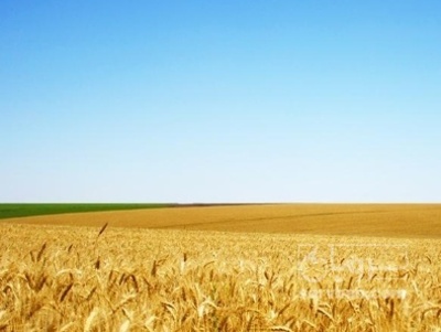 فروش گندم