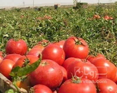 فروش گوجه فرنگی هوای ازاد