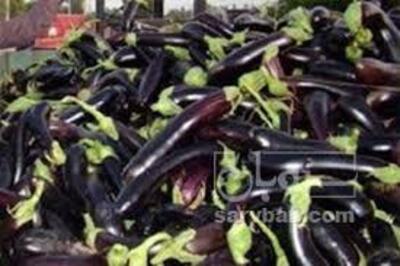 فروش بادمجان