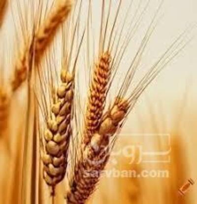 فروش گندم