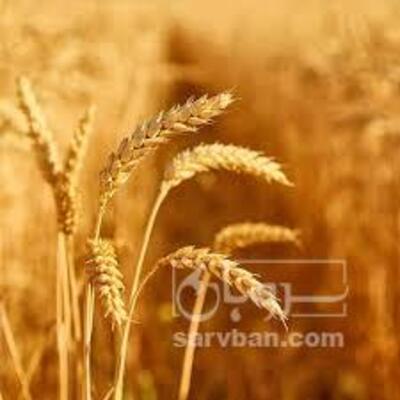 فروش گندم