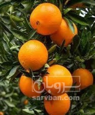 فروش پرتقال تامسون