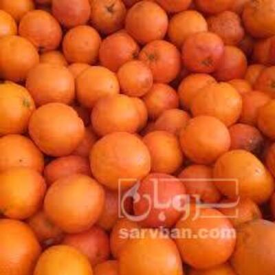 فروش پرتقال خونی