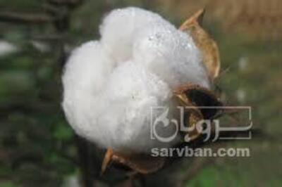 فروش پنبه