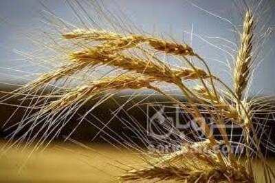 فروش گندم